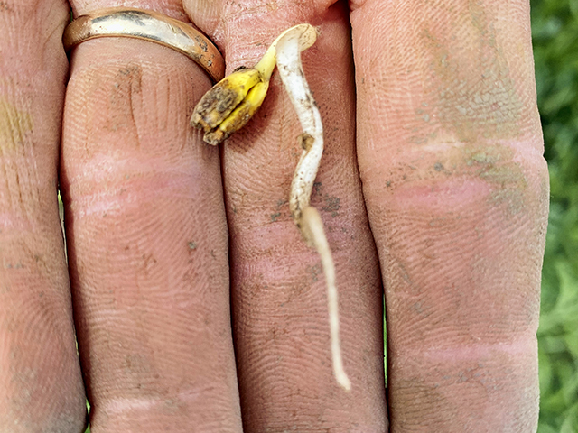 A soybean seed planted on Dec. 10 by Wisconsin farmer Ryan Nell germinated this spring but didn&#039;t grow. (Ryan Nell)