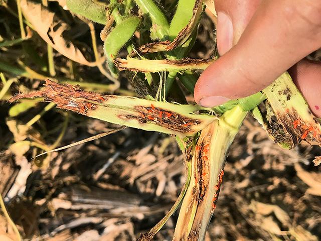 Soybean gall midge leads to dying soybean plants along field borders. The larvae feed within the soybean stem at the base of the plant.   (Photo by Justin McMechan, University of Nebraska)