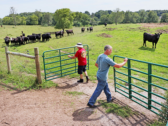 Robert (left) and Rick Matthys move cattle in an intensive-grazing plan that has raised the farm&#039;s stocking rates.
(Progressive Farmer image by Dave Tonge)