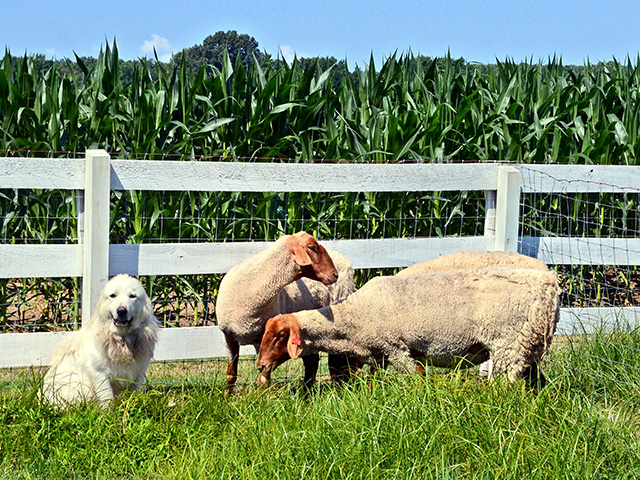 Tunis ewes have high twinning rates, and the breed is known for its feed efficiency. (Progressive Farmer image by Victoria G. Myers)