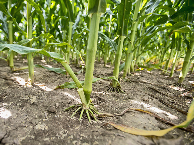 The Verell family&#039;s corn-seeding rates are chosen based on optimum economic return. (Progressive Farmer image by Lisa Buser)