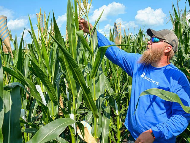 Quinn Albrecht assesses corn at Beck&#039;s Superior Hybrids&#039; nursery, near Marshalltown, Iowa. (Matthew Wilde)