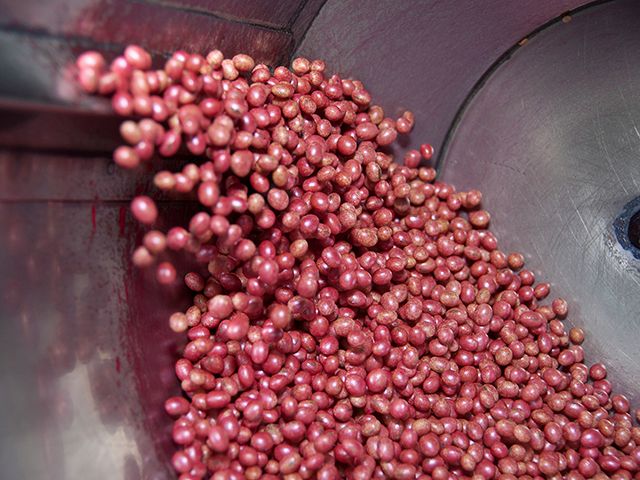 Soybean seeds in a drum where color, polymer and a package of chemical and biological seed treatment products have been applied. (Provided by BASF)
