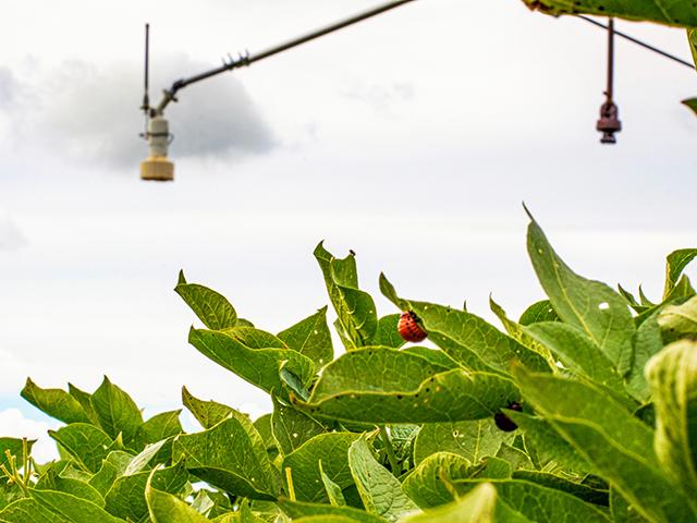 Onboard high-resolution cameras mounted on irrigation machines coupled with aerial imagery are giving irrigators early warnings of equipment malfunctions and anomalies in crop growth patterns. Paired with artificial intelligence, the system can identify pests and disease symptoms, and notify growers by text or email. (Courtesy of Valley Irrigation)