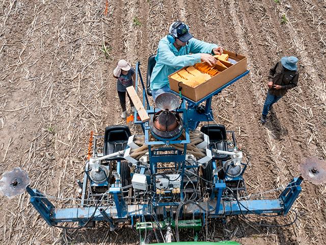 University of Missouri soybean breeder Andrew Scaboo rides atop a research plot planter. Individual experimental soybean varieties are planted one by one into blocks where they will grow and be evaluated for desired traits. (Jason Jenkins)