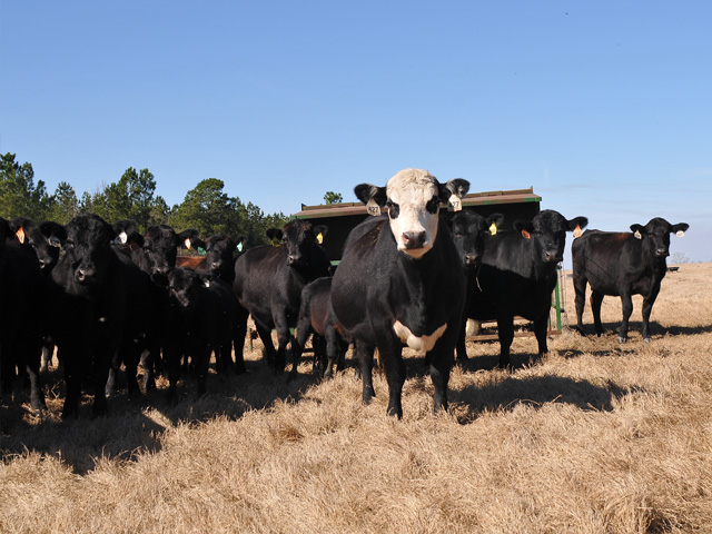 Georgia&#039;s Lindy Sheppard likes to creep feed calves out of first-calf heifers if winter grazing access is limited. (DTN&#092;Progressive Farmer photo by Becky Mills)