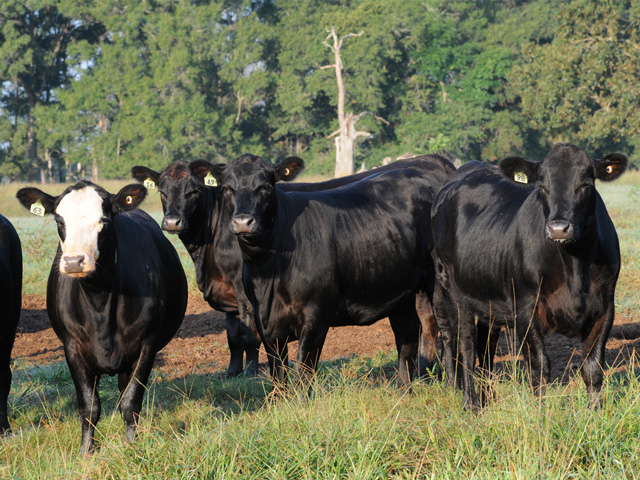 RFID tags may soon be required on interstate cattle.(PF photo by Becky Mills)