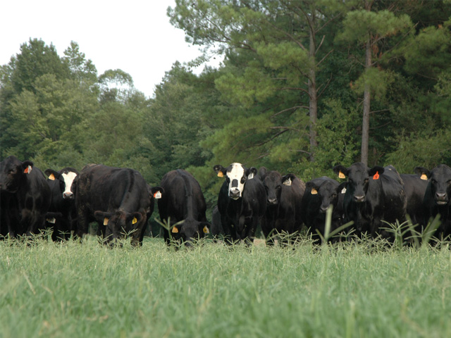 Abundant forage supplies this spring were a positive factor in the first University of Missouri Show-Me-Select bred heifer sale of the season, held at Joplin. (Progressive Farmer photo by Becky Mills)