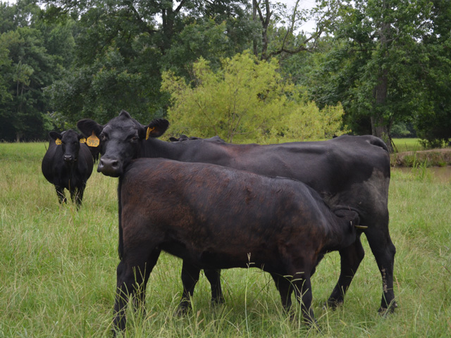 A two-year study, over 11 herds and 1,500 cows, found a new synchronization protocol significantly boosts conception rates in beef herds. (PF photo by Victoria G. Myers)