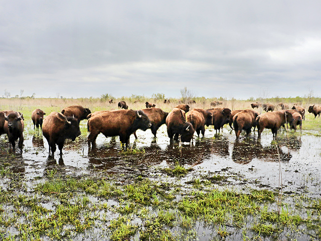 Bison are being used to help reestablish native plant species at Indiana&#039;s Kankakee Sands project. (Progressive Farmer image by Dave Tonge)