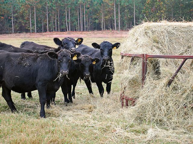 Hay price and availability this year will factor heavily into the decision to carry beef cows through the winter. (DTN/Progressive Farmer file photo by Boyd Kidwell)