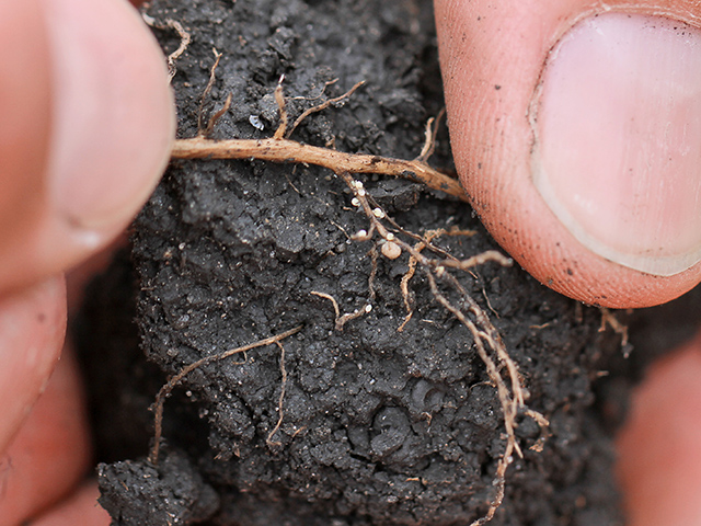 Has it been a banner year for soybean cyst nematode (SCN) in your area? Fall is the perfect time to find out by soil testing. SCN females (small white dots) are small compared to larger, nitrogen-fixing nodules, but put a dent in yield. (DTN photo by Pamela Smith)
