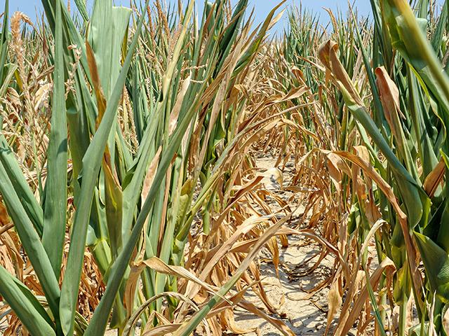 Corn yields are modeled over time to decline, though the models cannot factor in future changes to genetics. Crop insurance and other industries use models to try to predict potential losses. (DTN file photo by Pamela Smith)