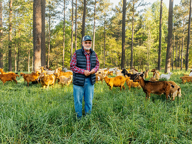 Jerry Bird&#039;s goats control the viny brush and sweet gum trees growing around his loblolly pines. (DTN/Progressive Farmer photo by Matt Odom)