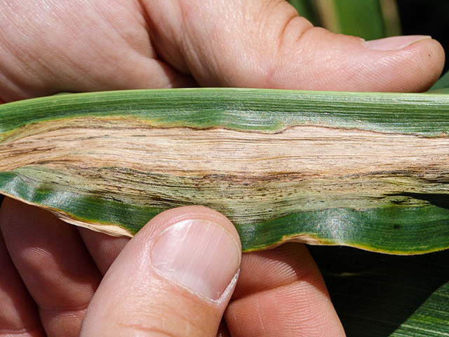 Characteristic freckles and lesions associated with Goss&#039;s wilt. (Tamra Jackson-Ziems, University of Nebraska)
