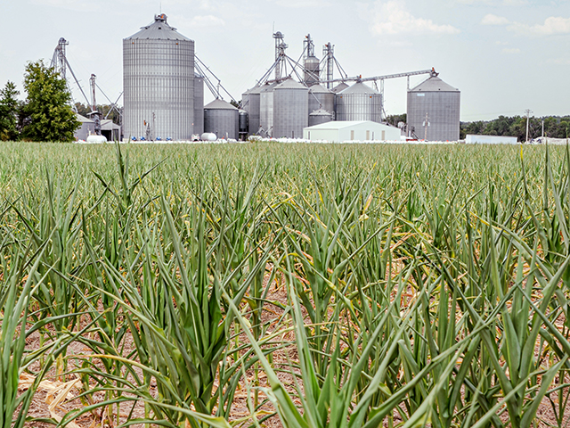Drought stressed corn near Ashley, Illinois. (Pamela Smith)