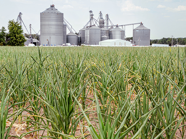 About 30% of this year&#039;s corn crop is in areas facing some level of drought. Looking at risk management for the next farm bill, corn growers and others told members of the House Agriculture Committee on Wednesday to defend the crop insurance program from possible cuts. (DTN file photo by Pamela Smith) 