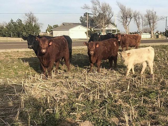 Blogger Tiffany Dowell Lashmet spotted some of her neighbor&#039;s cows on the loose. (DTN/Progressive Farmer photo by Tiffany Dowell Lashmet)