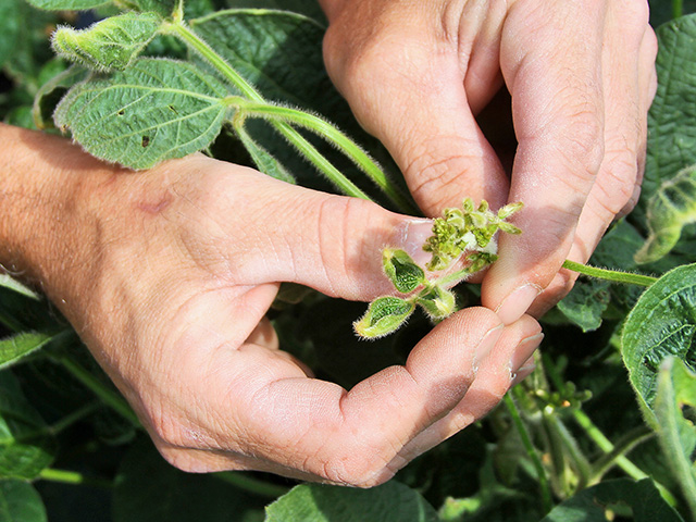 For the fifth year in a row, farmers, rural citizens and scientists are reporting injury from off-target dicamba movement, especially to soybean fields. But this year, in-season dicamba use now faces an uncertain future. (DTN photo by Pamela Smith) 