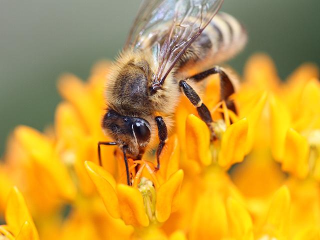 A federal court rejected EPA&#039;s request to conduct an Endangered Species Act review of the insecticide sulfoxaflor. (DTN/Progressive Farmer file photo by Pamela Smith)