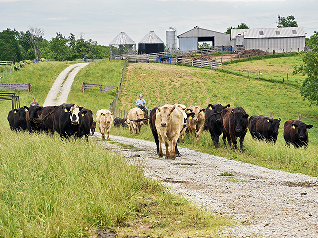 Dividing up paddocks and rotating more can help cows stay in good body condition, which, in turn, boosts conception rates. (Progressive Farmer image by Becky Mills)
