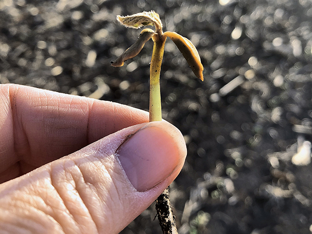 Freezing temperatures can damage young soybean plants like this one in Iowa, but that risk doesn&#039;t deter early planting. (Progressive Farmer image by Angie Rieck-Hinz, Iowa State University)