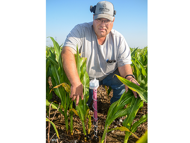 To gauge the water needs of his crops, Ryan Speer deploys sensors that measure the shrink and swell of plant tissue. (DTN/Progressive Farmer photo by Dan Crummett)