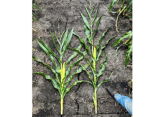 Short-statured corn (left) stands about 33 percent shorter and has a lower ear set than traditional hybrids. (Photo provided by Pamela Smith)