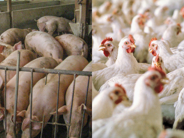 USDA announced CFAP 2 aid will include swine and poultry producers. Other details in the program also made it more flexible for contract producers to receive aid under the program. (DTN file photos) 