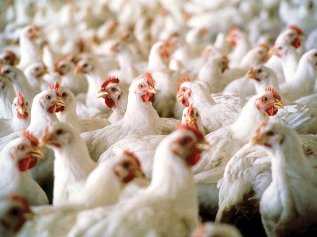 Photo caption: Several food companies were ordered by a court to further cut pollution coming from poultry producers in the Illinois River watershed in Oklahoma and Arkansas. (DTN file photo)