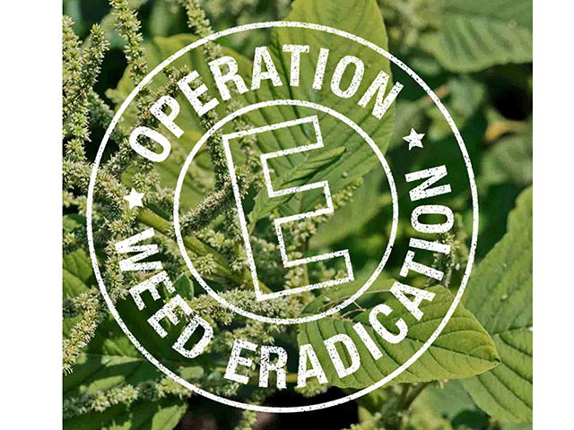 Operation Weed Eradication (Progressive Farmer image provided by BASF)