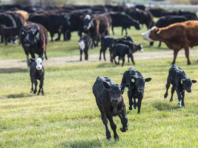 It's still early in the week, but maybe Friday's Cattle on Feed report will serve as a strong enough springboard to turn the market and send the cattle complex back higher. (DTN file photo by Joel Reichenberger)