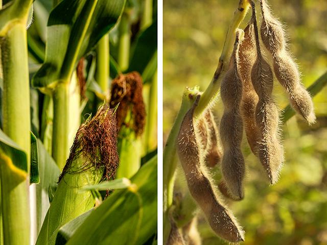 (Corn photo by David L. Hansen, Soybeans photo by Jim Patrico)