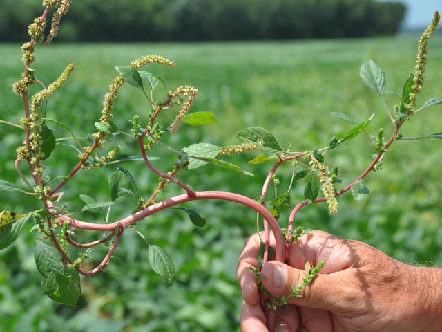 This "zombie" Palmer amaranth plant has pivoted upward and will grow to see another day, after surviving an application of dicamba. Watch for growing weed resistance to dicamba, 2,4-D and glufosinate this summer, weed scientists warn. (DTN file photo by Emily Unglesbee)