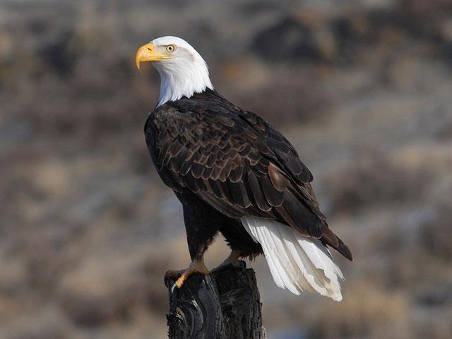 While the bald eagle and its story of recovery inspires many, does it represent a reasonable expectation of what's possible when protecting endangered species? (Photo courtesy of the U.S. Fish and Wildlife Service)