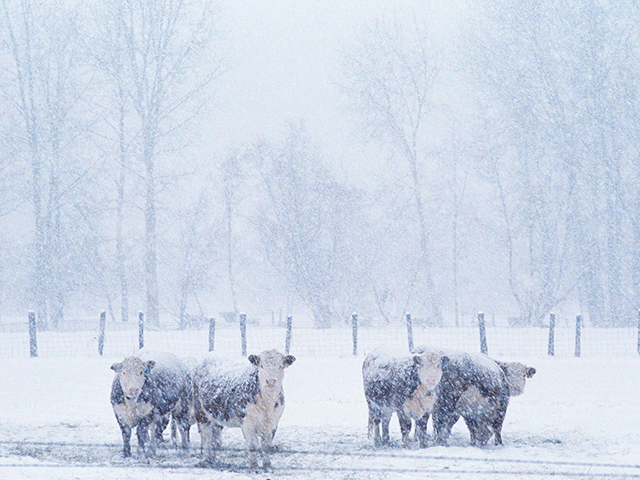 Heavy snow and strong winds could be seen April 12-14 from Colorado to the Great Lakes, posing a hazard to cattle and calves. (DTN file photo)