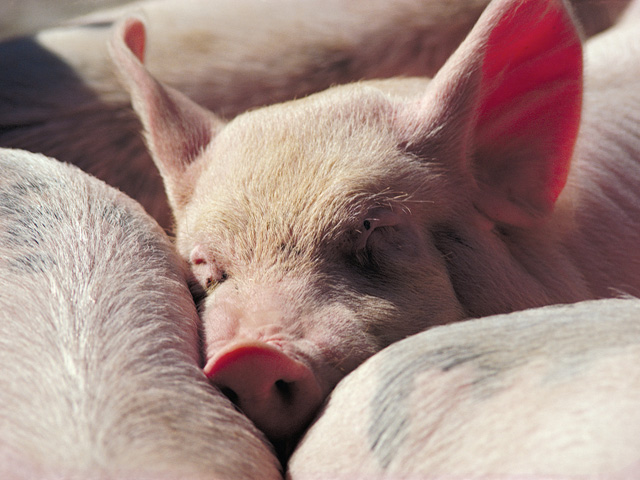 Pork producers are awaiting rules from the state of California on implementation of Proposition 12, while a court battle continues. (DTN file photo)