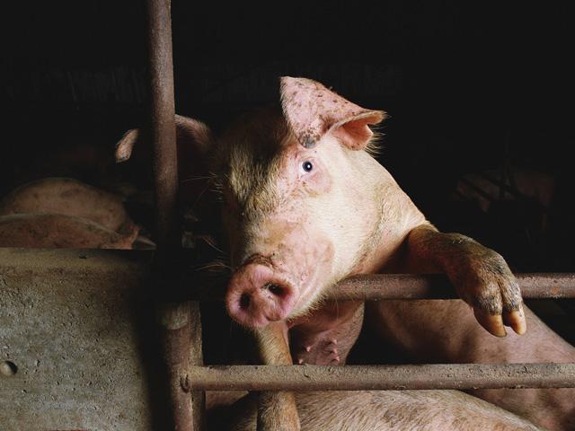 USDA scientists have reported a breakthrough in one of several African swine fever vaccine candidates. (DTN file photo)