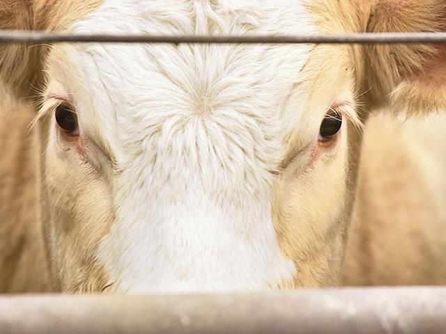 A federal judge in North Carolina declared a state ag-gag law unconstitutional. (DTN/Progressive Farmer photo by Jim Patrico)