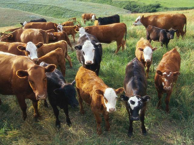 As seasoned market veteran Ken Betschart points out, the absolute best hedge is to have cattle ready 52 weeks out of the year. (DTN file photo)