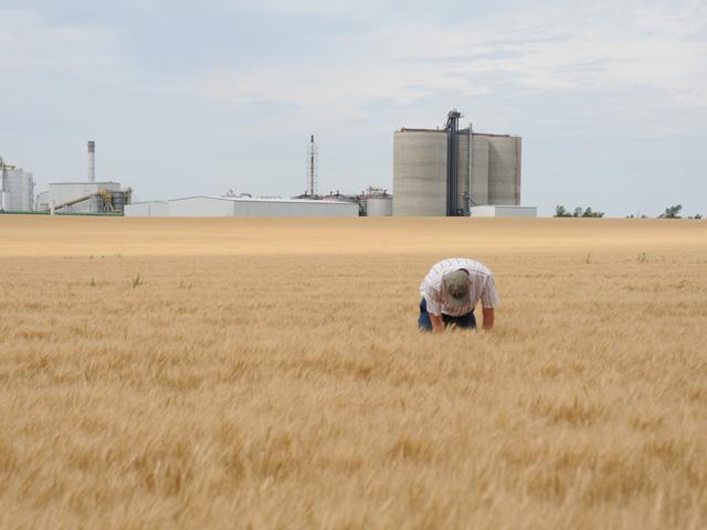 The annual Wheat Quality Council Hard Spring Wheat and Durum Tour will be held July 25-28, predominantly assessing fields in North Dakota. In this photo, a crop scout checks a field near Richardson, North Dakota. (DTN file photo by Pamela Smith)