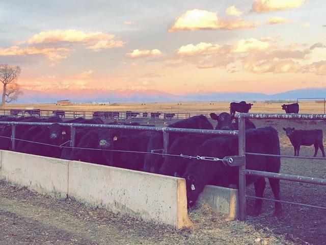 Steer calves enjoy a beautiful sunset while they clean the feed bunk. (DTN photo by ShayLe Stewart)