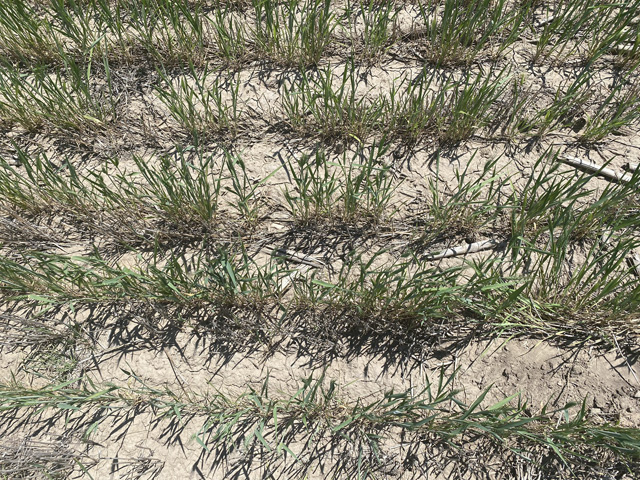 Thin, drought-stressed wheat was found in Wichita County, Kansas, on Wednesday as crop scouts gathered samples as part of a three-day tour. Wednesday covered west-central and southwestern parts of the state. (Photo courtesy of Romulo Lollato, Kansas State University Wheat and Forages Extension Specialist)