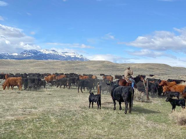 Keep working through the current difficulties. There are some signs of returning to normal, and we need to continue to work through the backlog of processing cattle. (DTN photo by ShayLe Stewart)