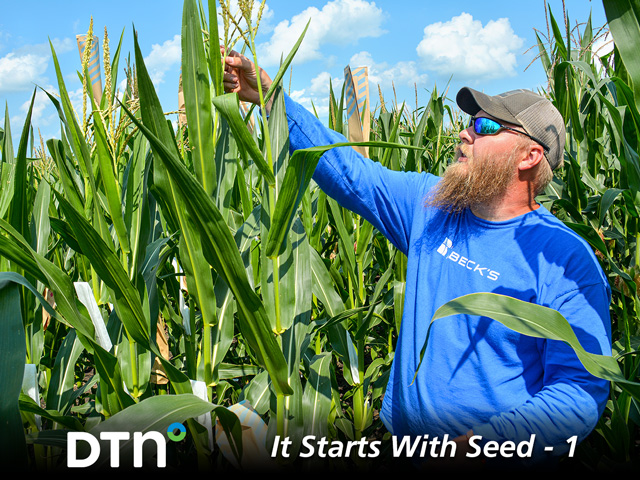 Quinn Albrecht assesses corn at Beck&#039;s Superior Hybrids&#039; nursery, near Marshalltown, Iowa. (DTN/Progressive Farmer photo by Matthew Wilde)