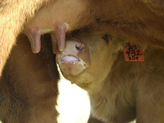Calves should get up and nurse quickly to get enough colostrum to hold them through the first critical hours of life. (DTN/Progressive Farmer file photo by Jim Patrico)