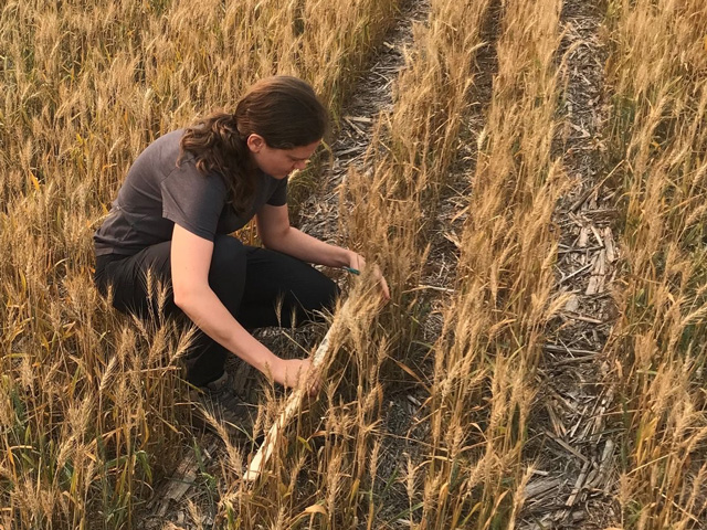 Scouts ended the final day of the Wheat Quality Council 2021 tour in Fargo North Dakota. The Day Three yield was calculated at 35.4 bushels per acre based on measurements in 62 fields. (Photo courtesy of U.S. Wheat Associates)
