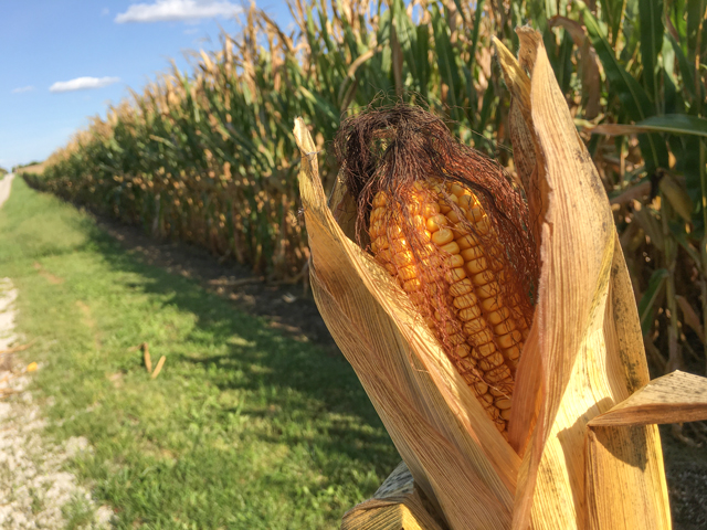 The U.S. corn crop appears in general to be in similar condition at this point in the season to the record year 2017. (DTN photo by Pamela Smith)
