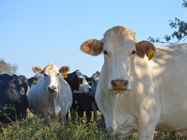 Treatment for photosensitization usually starts with removing animals from areas where they are eating weeds or forages that may be causing the condition. (DTN/Progressive Farmer file photo by Victoria G. Myers)