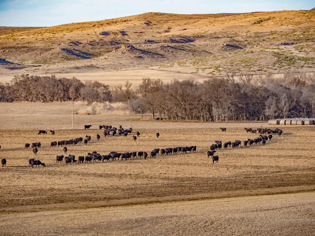 Cattle producers may soon see more price discovery tools in the form of a contracts library. (DTN/Progressive Farmer file photo)